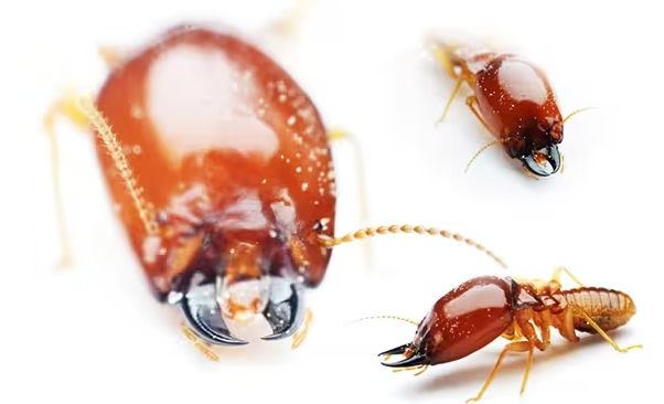 室內白蟻該怎么消滅?